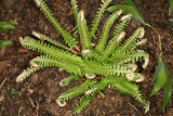 Polystichum munitum RCP4-09 172.jpg